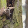 Pustik obecny - Strix aluco - Tawny Owl 4409
